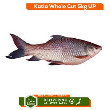 KATLA WHOLE CUT 5kg UP